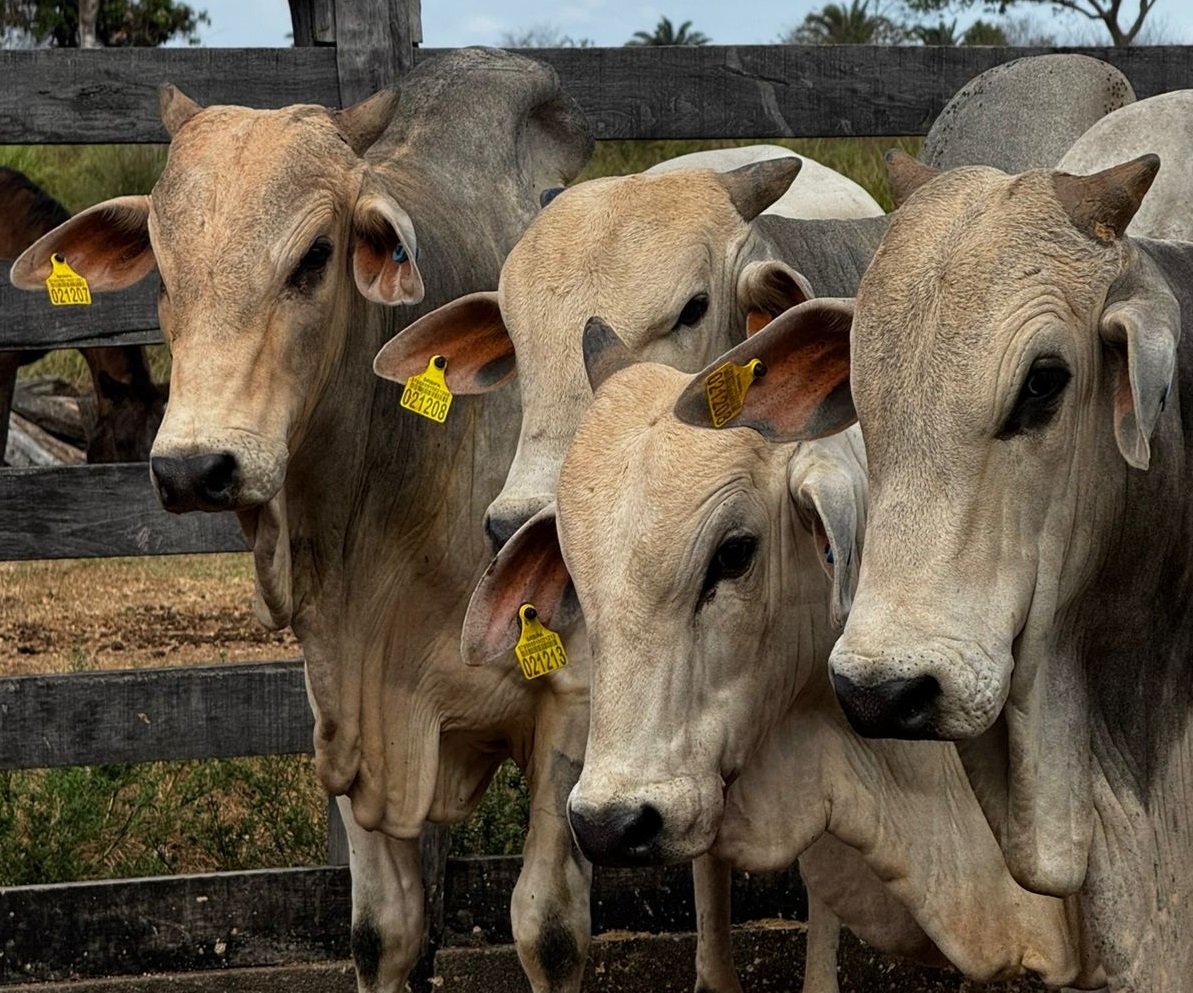 Portal Uberlândia no Foco — Foto: Portal Uberlândia no Foco