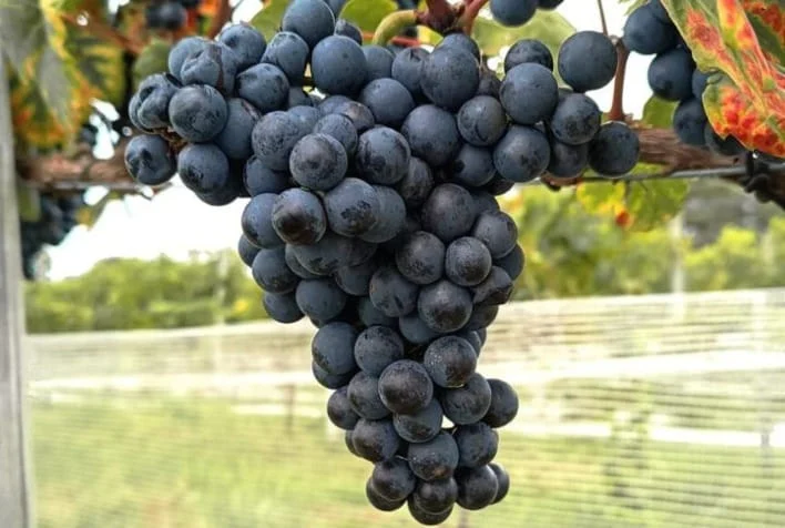 Agro: Enologia de precisão transforma produção de vinhos no Brasil