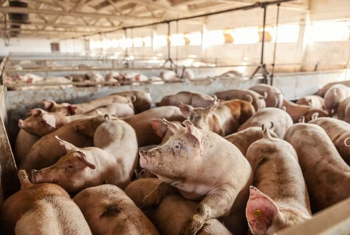 Agro: FAEP avalia incentivo à suinocultura no MS e Paraná