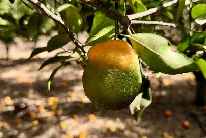 Agro: Goiás lança programa para combater Greening nos citros