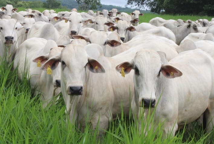 Agro: Instituto Biológico amplia kits para brucelose e tuberculose bovina