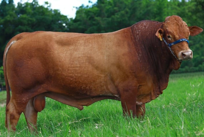 Agro: raça Simbrasil se destaca pela resistência e produtividade