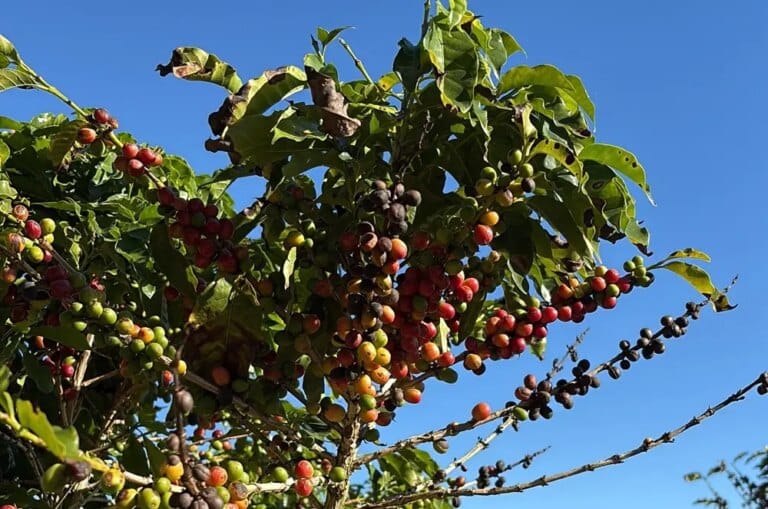 Alta do café em 2027 preocupa mercado com Ormuz e El Niño