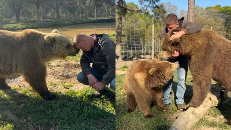 Amizade Inusitada: Cuidadores Interagem com Ursos em Parque dos EUA