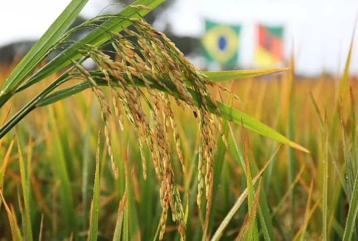 Apoio emergencial ao agro gaúcho é cobrado pela Federarroz