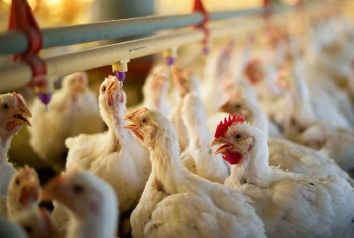 Bem-estar animal no agro avícola se consolida no Brasil