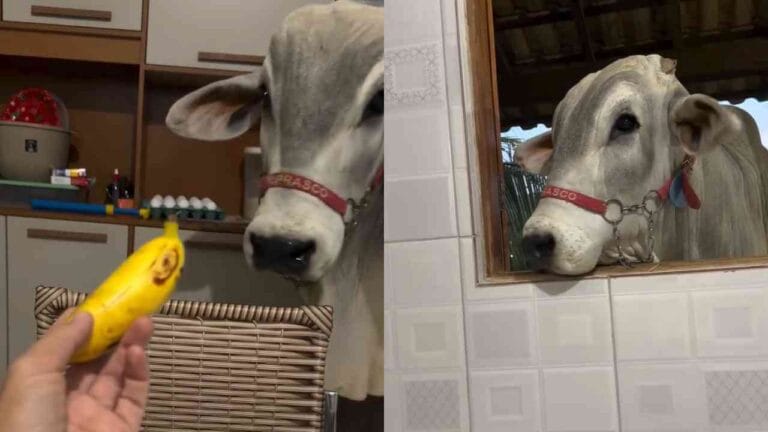 Boi de estimação invade cozinha, come bananas e conquista a internet em Paranaíba