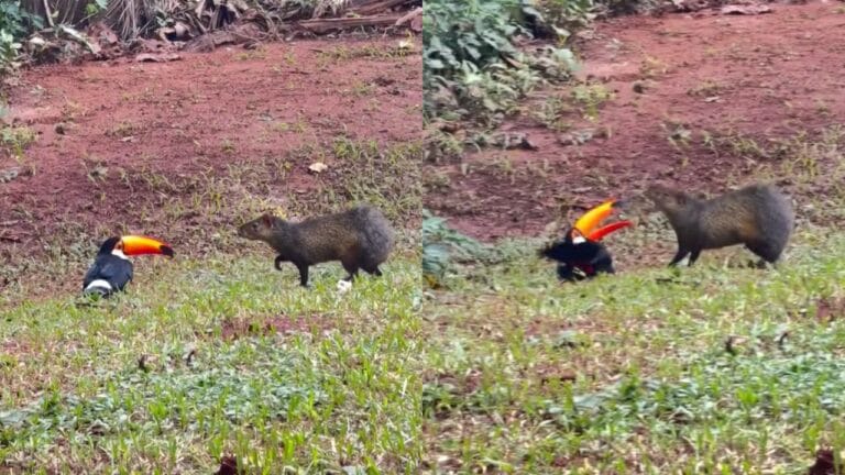 Briga inusitada entre tucano e cutia em parque de Campo Grande viraliza nas redes sociais