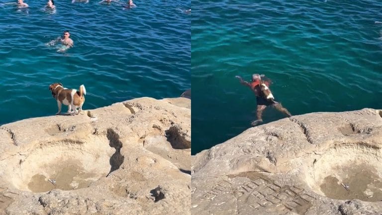Cachorrinha encanta banhistas ao nadar com tutor em Malta