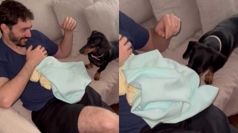Cachorro da raça Dachshund viraliza ao cuidar de bebê e encanta internautas