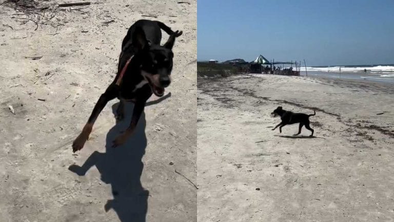 Cachorro vira-lata encanta internautas ao correr e pular de alegria na praia