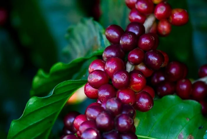 Café: Preços globais recuam em abril com melhora na oferta