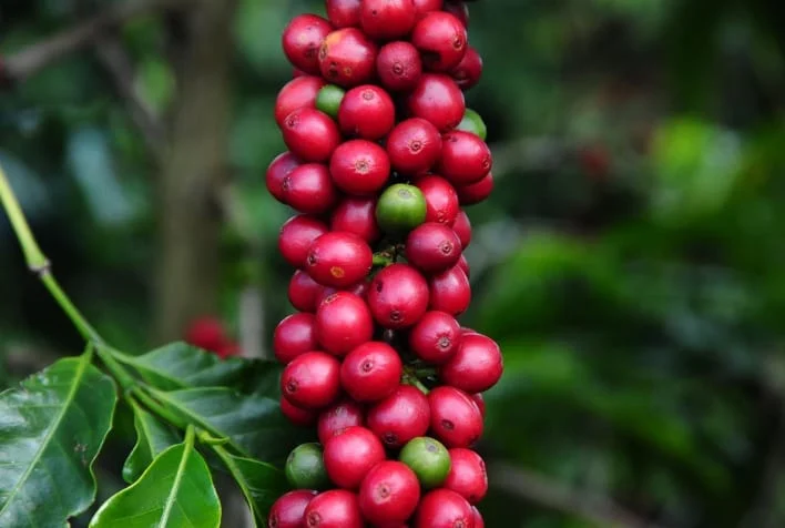 Café: alta nas bolsas internacionais com colheita atrasada no Brasil
