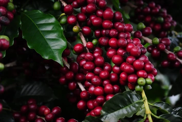Café: colheita avança com chuvas e tensão geopolítica no campo