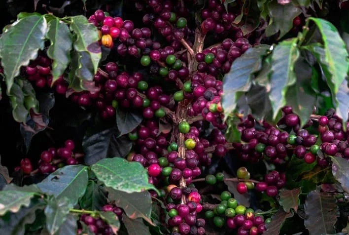 Café em alta nas bolsas internacionais com foco na safra brasileira