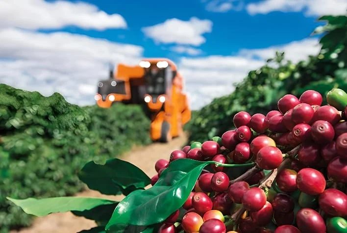 Café: mercado volátil exige atenção ao clima e oferta global