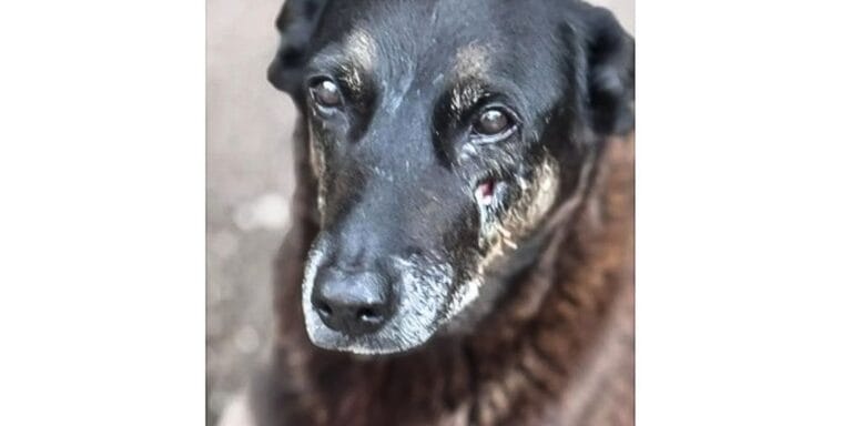 Cão Orelha em Santa Catarina: turismo e proteção animal em foco