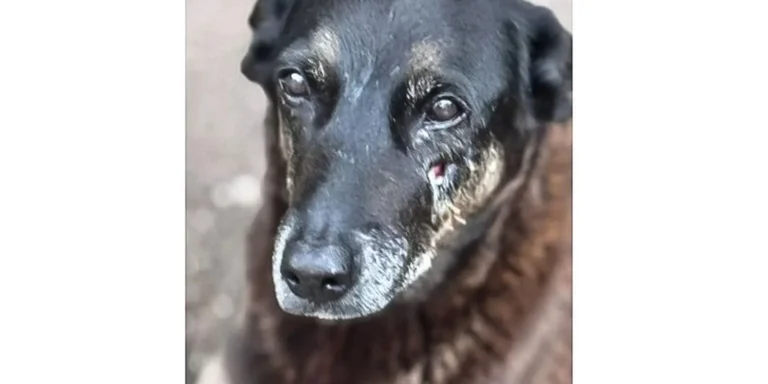 Cão Orelha em Santa Catarina: turismo e proteção animal em foco