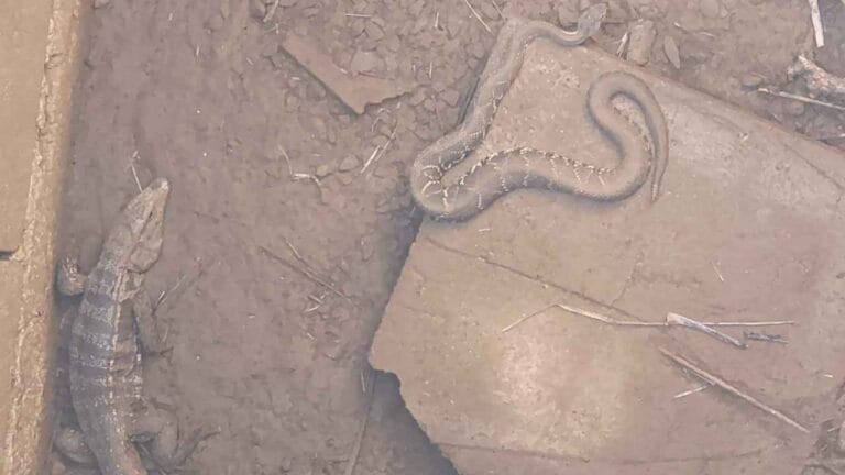 Cascavel e lagarto teiú são resgatados de cisterna em Peirópolis, Uberaba