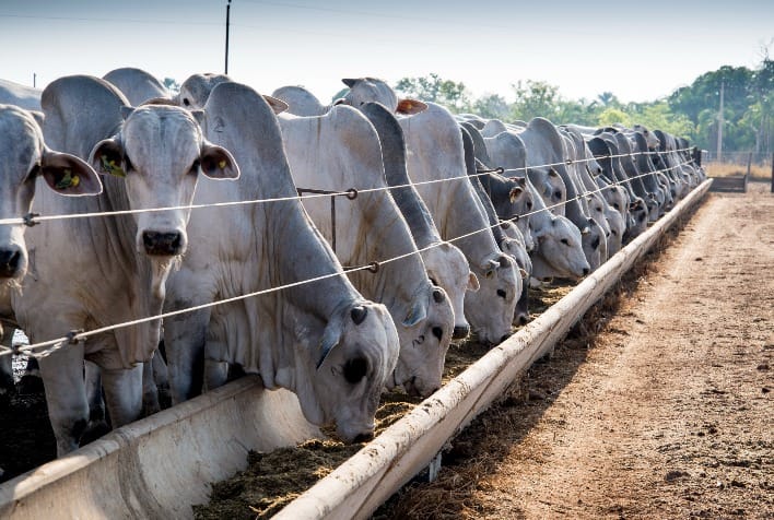 Crescimento de 55% no confinamento bovino em Mato Grosso até 2026
