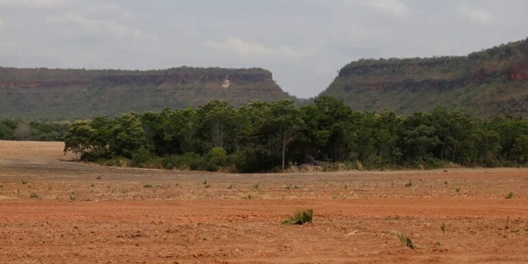 Crescimento de vegetação nativa no Brasil é de 260% em 38 anos