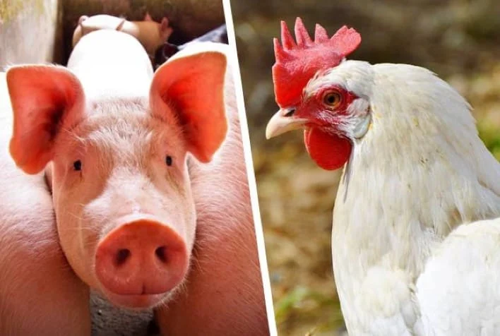 Custos de produção de suínos e frango recuam em abril