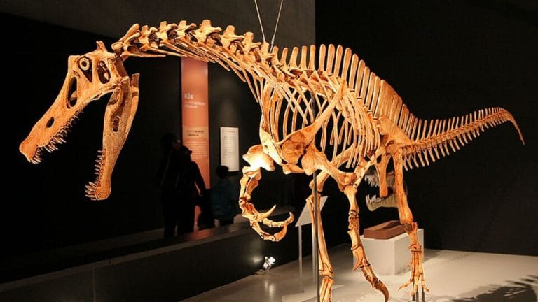 Dinossauro brasileiro Irritator challengeri é devolvido ao Brasil após disputa judicial internacional