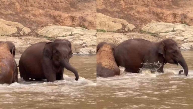 Elefante se diverte na água e encanta internautas em santuário na Tailândia