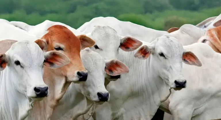 Exportação de carne bovina do Brasil pode cair 10% em 2026