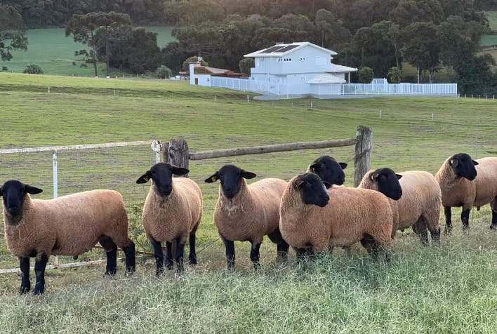 Feicorte 2026 destaca ovinocultura e avanço da carne ovina