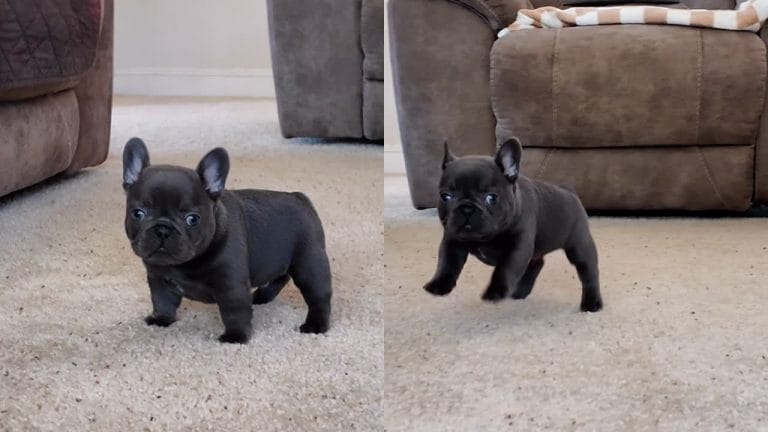 Filhote de bulldog conquista a internet com seus pulinhos encantadores