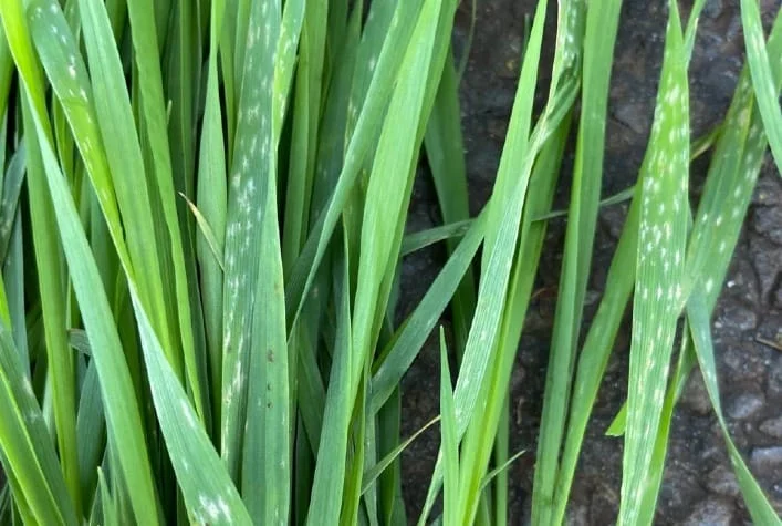 Fungicida da Sipcam Nichino amplia proteção no agro do trigo