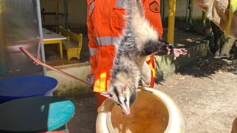 Gambá é capturado em escola infantil de Araxá e solto em habitat natural