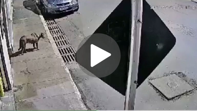 Homem é indiciado por agredir cachorro em Rio Paranaíba; caso ocorreu em 2024