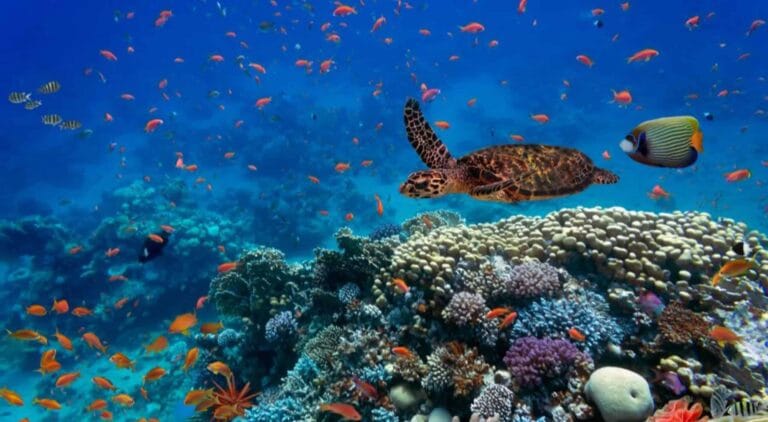 IA protege biodiversidade marinha com modelo brasileiro inovador