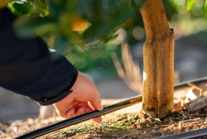 Irrigação inteligente no agro: clima extremo e greening nos citros