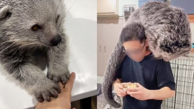Lutador viraliza ao mostrar seu inusitado pet: o urso-gato-asiático, uma espécie exótica que encanta brasileiros