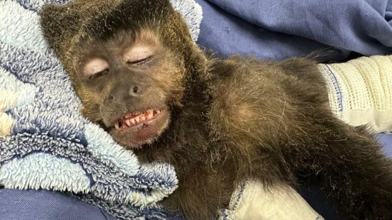 Macaco-prego é eletrocutado após fuga e é internado na UTI em Uberlândia