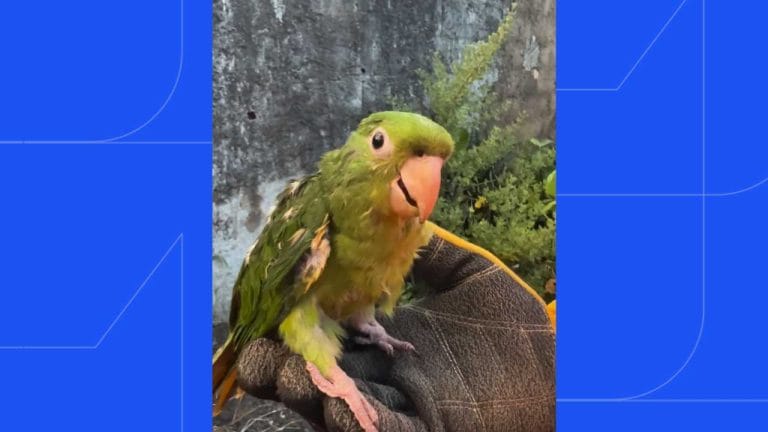Maritaca é resgatada após ficar presa em linha de pipa em Uberlândia