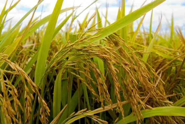 Mercado de arroz se sustenta com safra menor, diz Itaú BBA