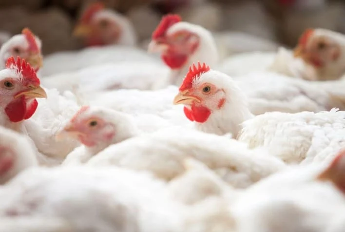 Mercado de frango em abril: exportações firmes no agro