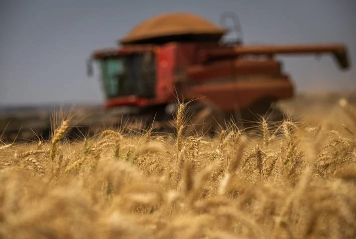 Mercado de trigo no Sul: demanda aquecida e custos altos