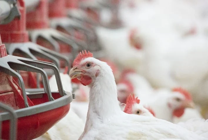 Mercado do agro avança com alta nas exportações de frango vivo