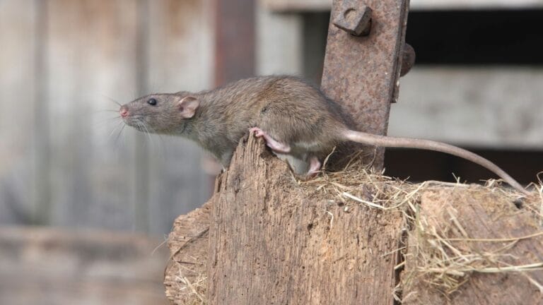 Minas Gerais registra primeira morte por hantavirose no Brasil em 2026