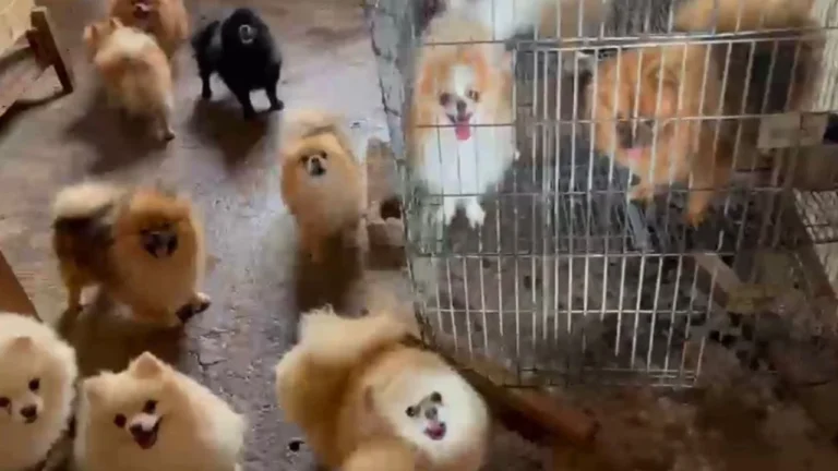 PMMG resgata 40 cães em situação de maus-tratos em Uberlândia e prende responsável
