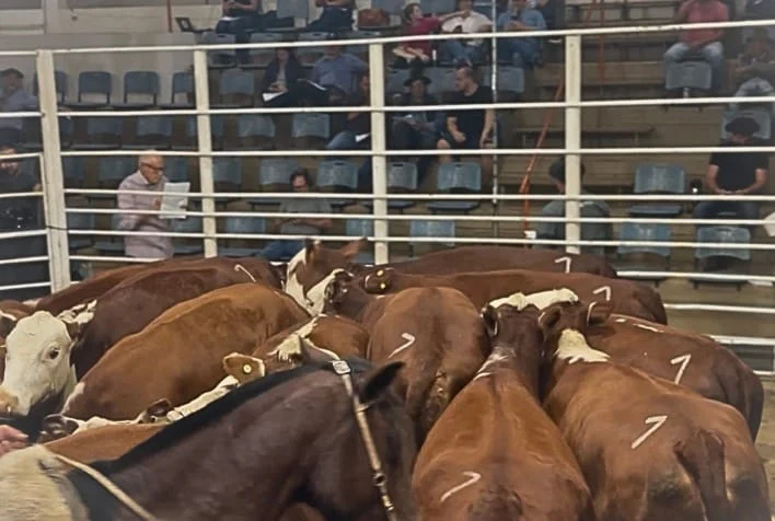 Pecuária impulsiona demanda por genética bovina no Brasil