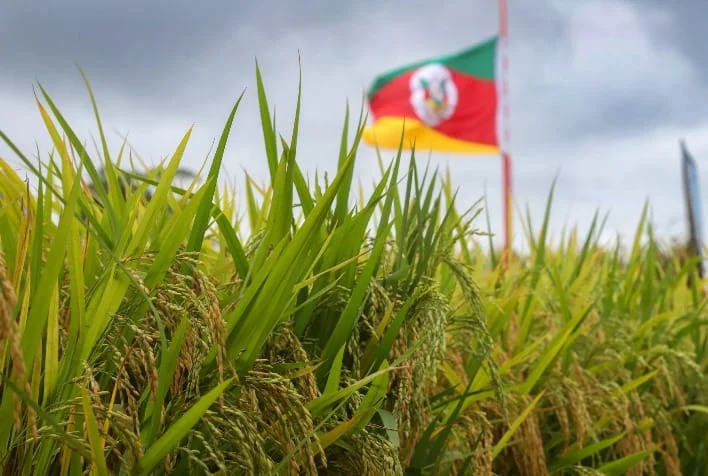 Produtividade de arroz no RS supera expectativas com 98% colhido