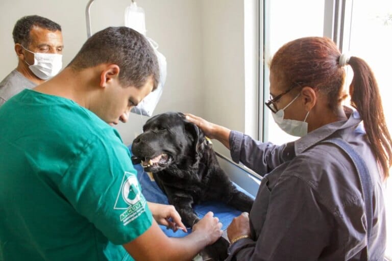 Projeto de lei criminaliza exercício ilegal da medicina veterinária
