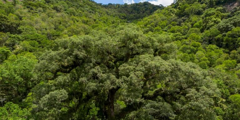 Queda de 28% no desmatamento da Mata Atlântica em 2023