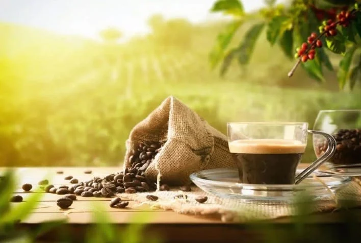 Safra de café 2026: mercado dividido e exportações travadas no Brasil